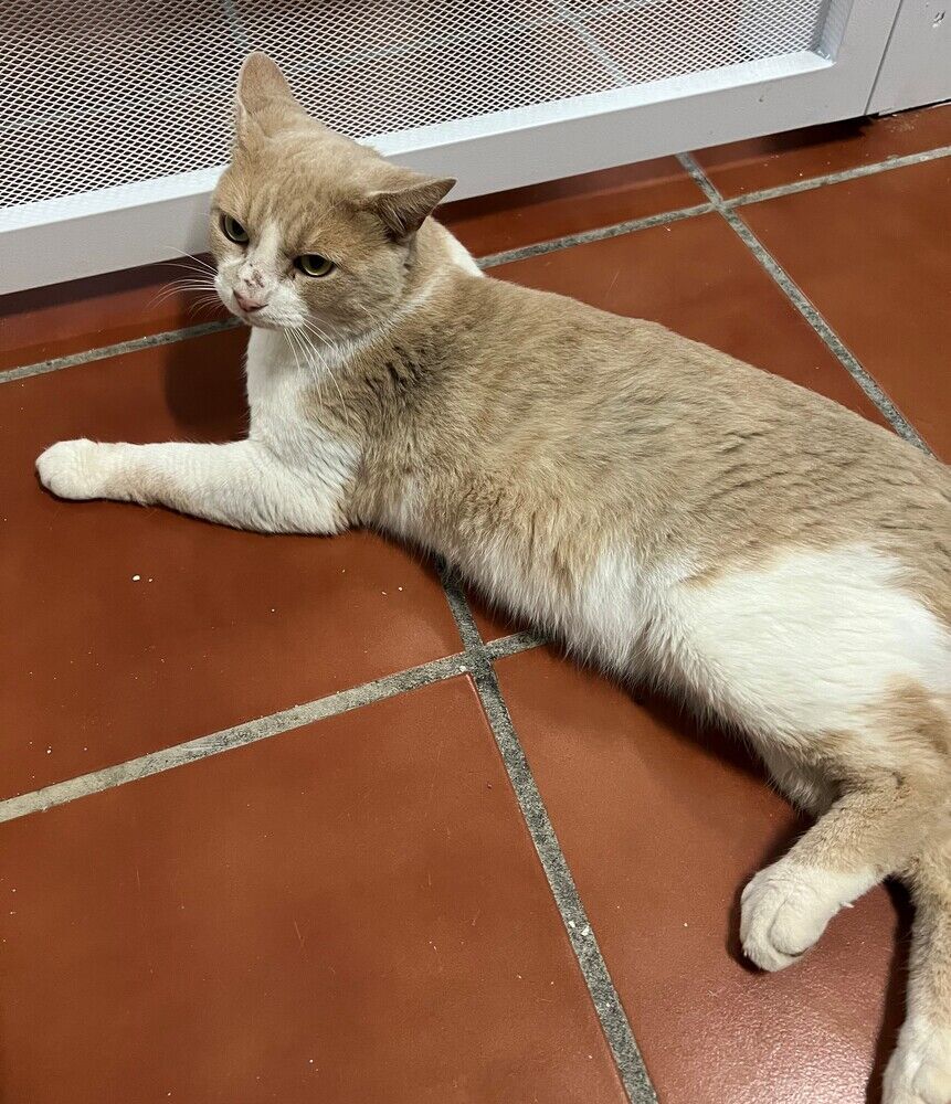 Percy